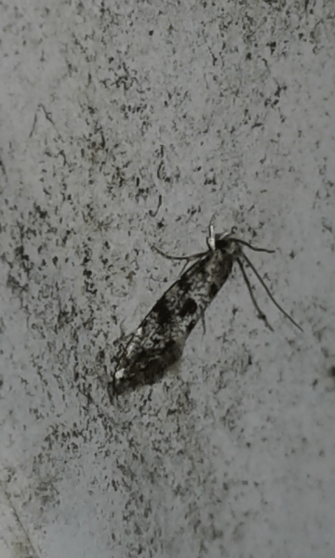 Tineidae: Nemapogon sp. ? Sì, Nemapogon cfr. granella